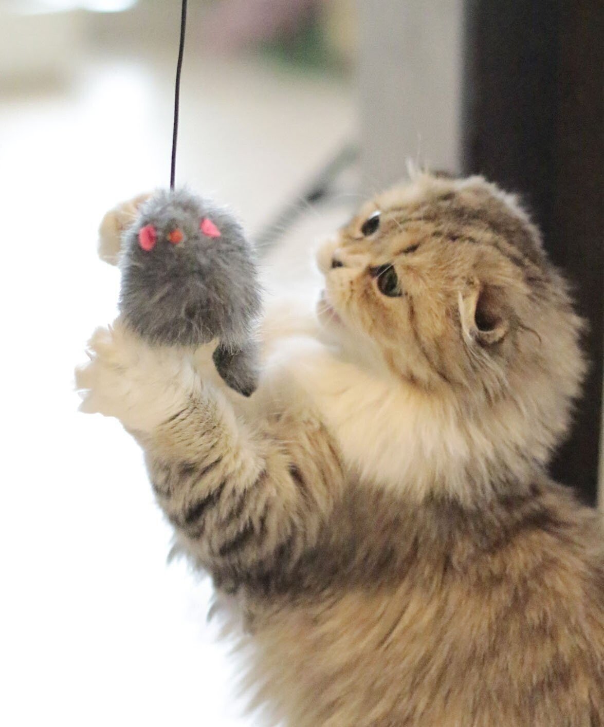 Hanging Mouse Interactive Indoor Cat Toy