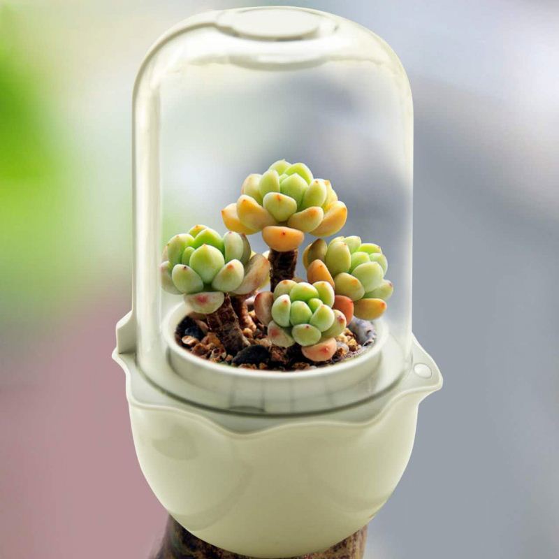 Mini Indoor Succulent Grow Planter