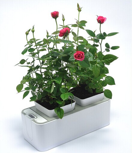 Indoor Rose Grow Light Planter