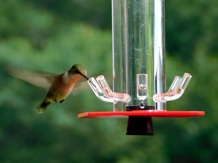 Peter's Hummingbird Feeder