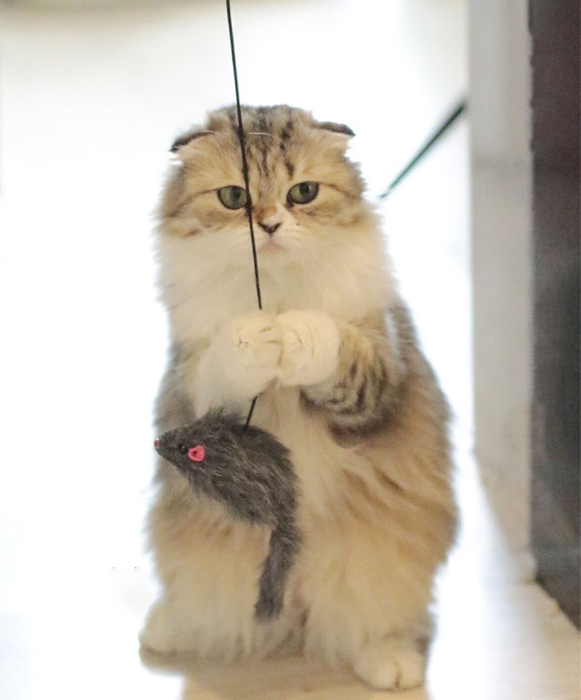 Hanging Mouse Interactive Indoor Cat Toy